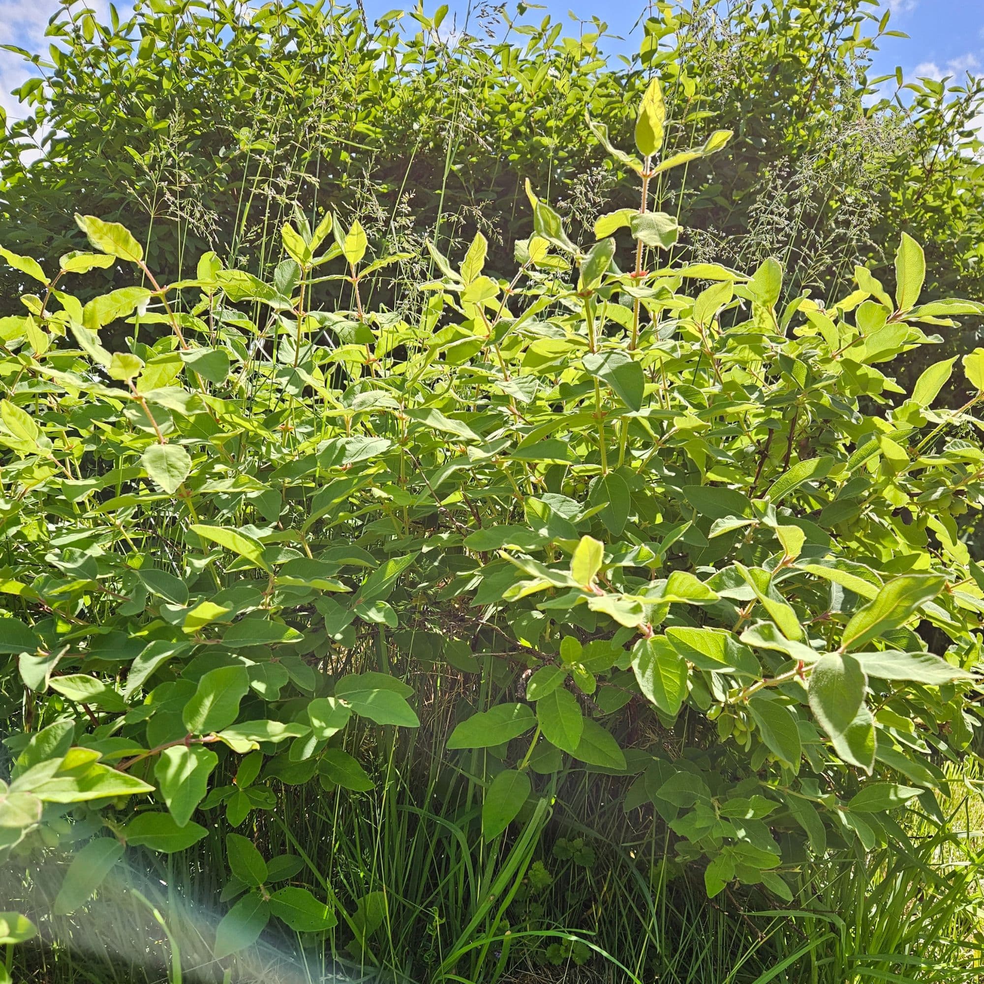 Haskap Plant — photo 3