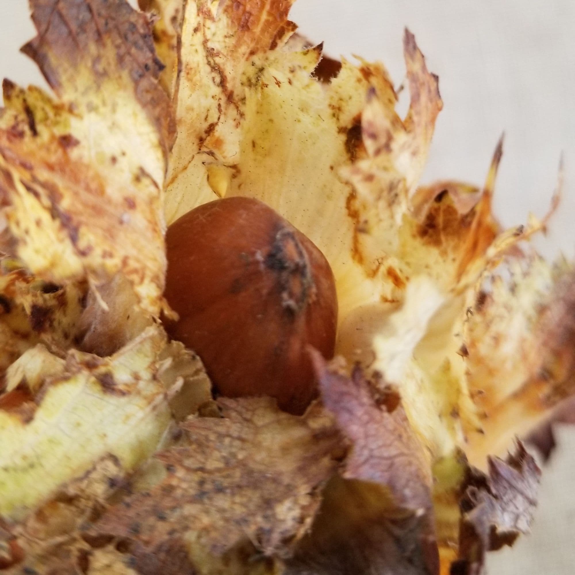 Hazelnut Tree — photo 2