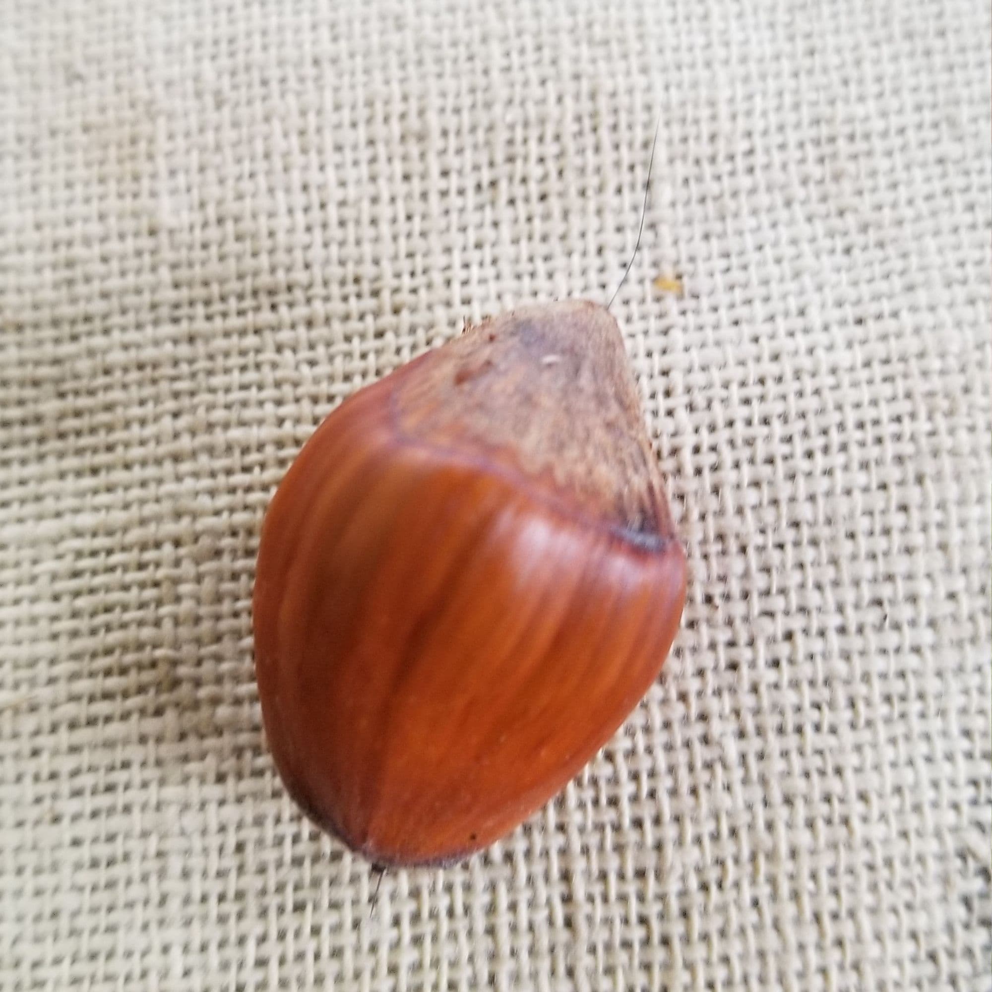Hazelnut Tree — photo 3