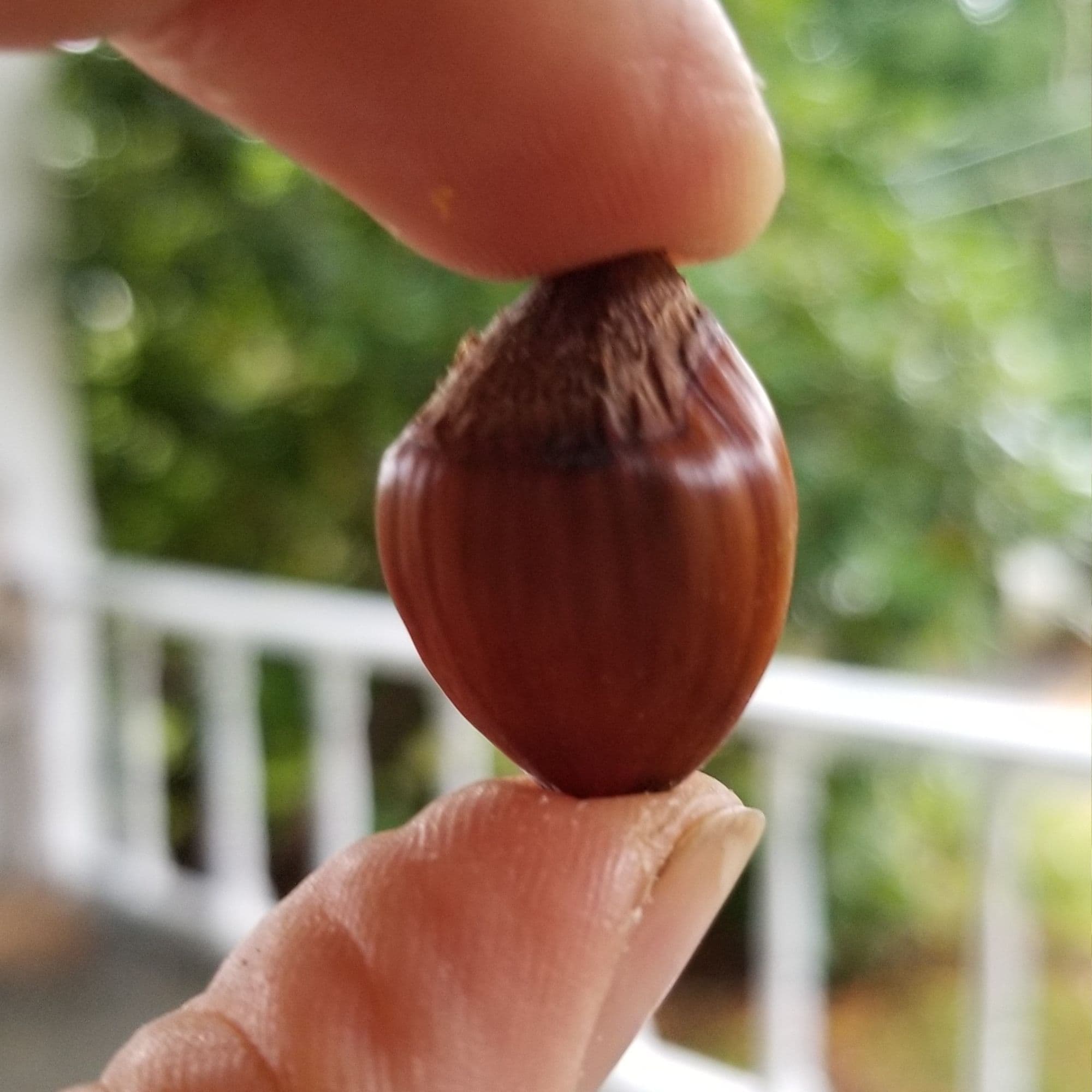 Hazelnut Tree — photo 4
