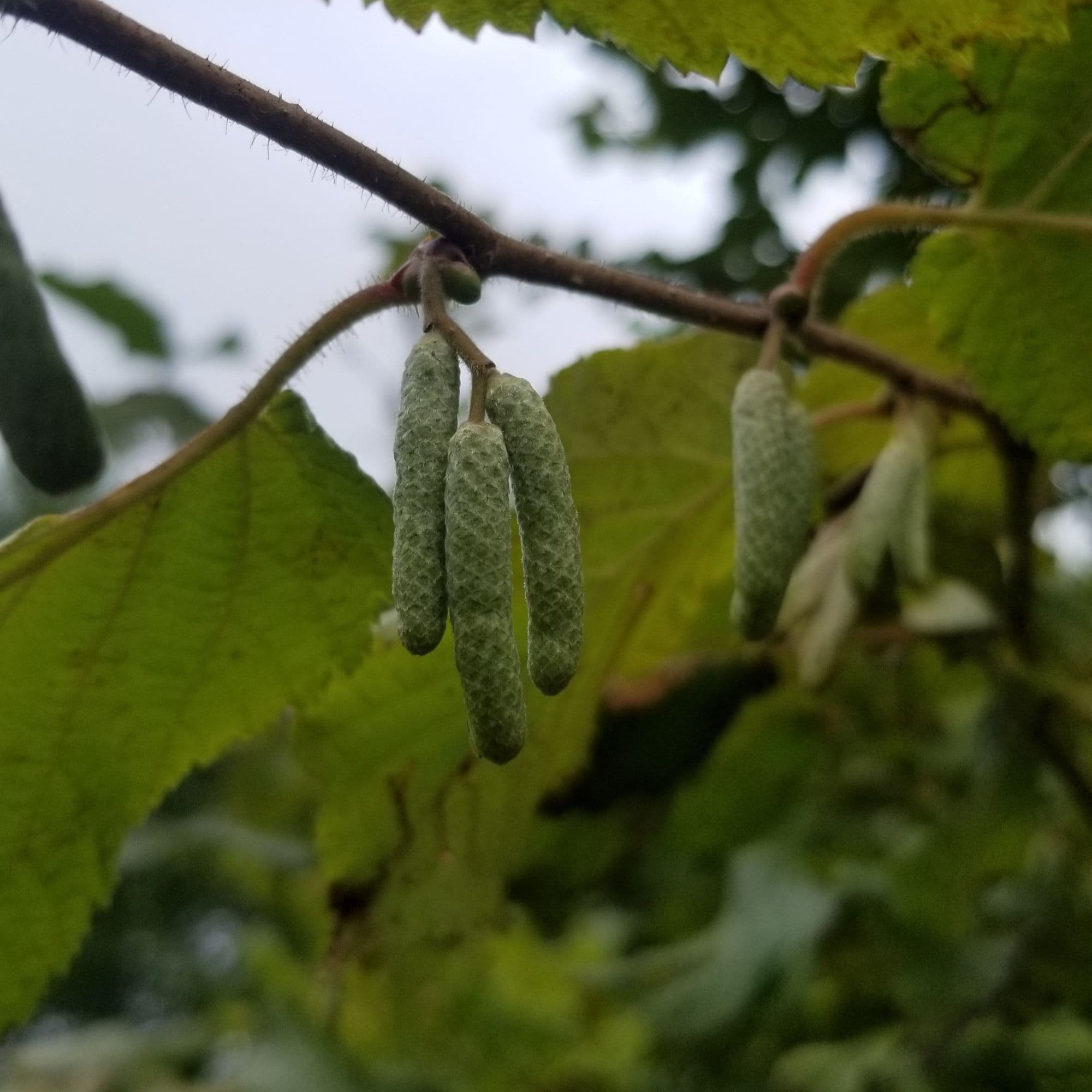 Hazelnut Tree — photo 5