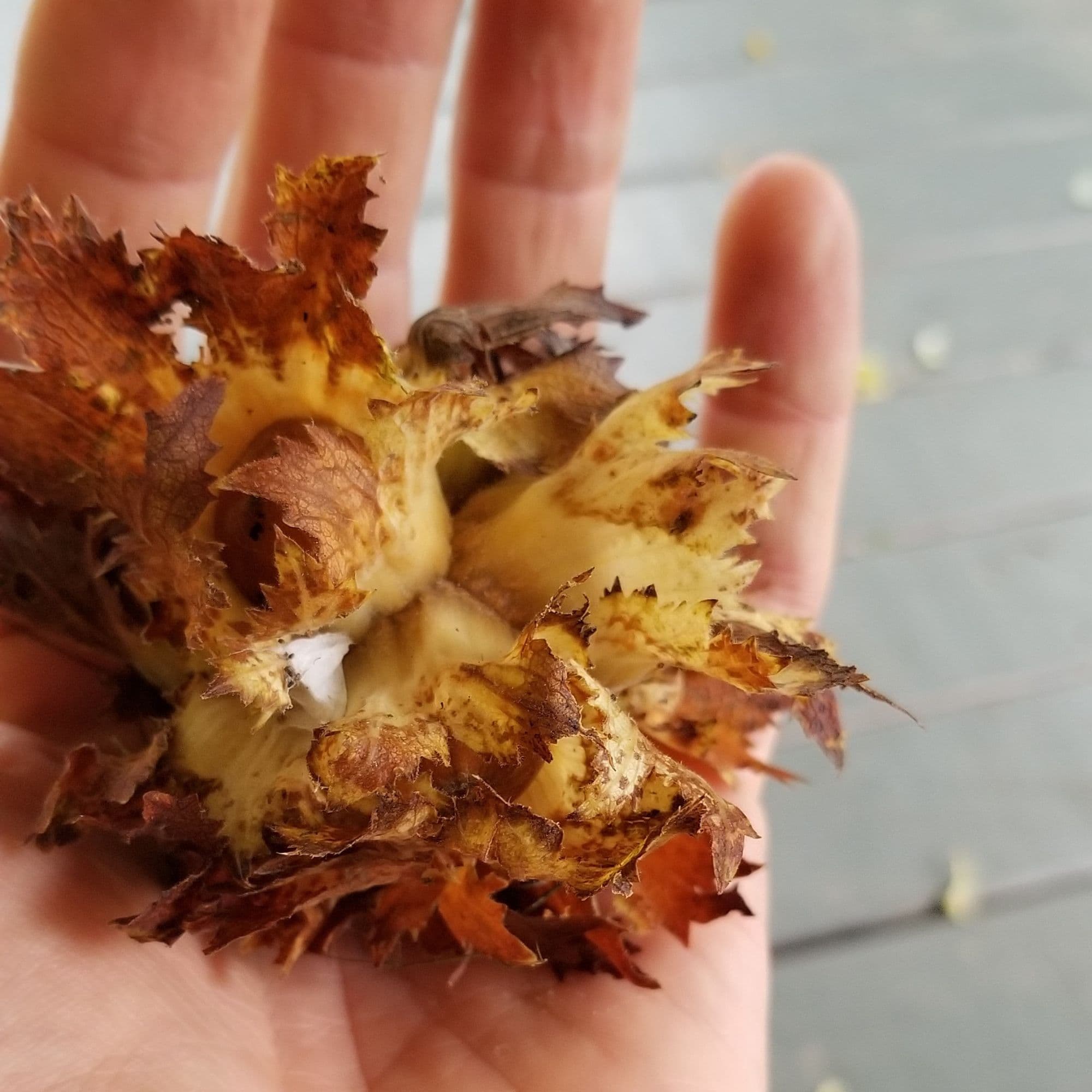 Hazelnut Tree — photo 6