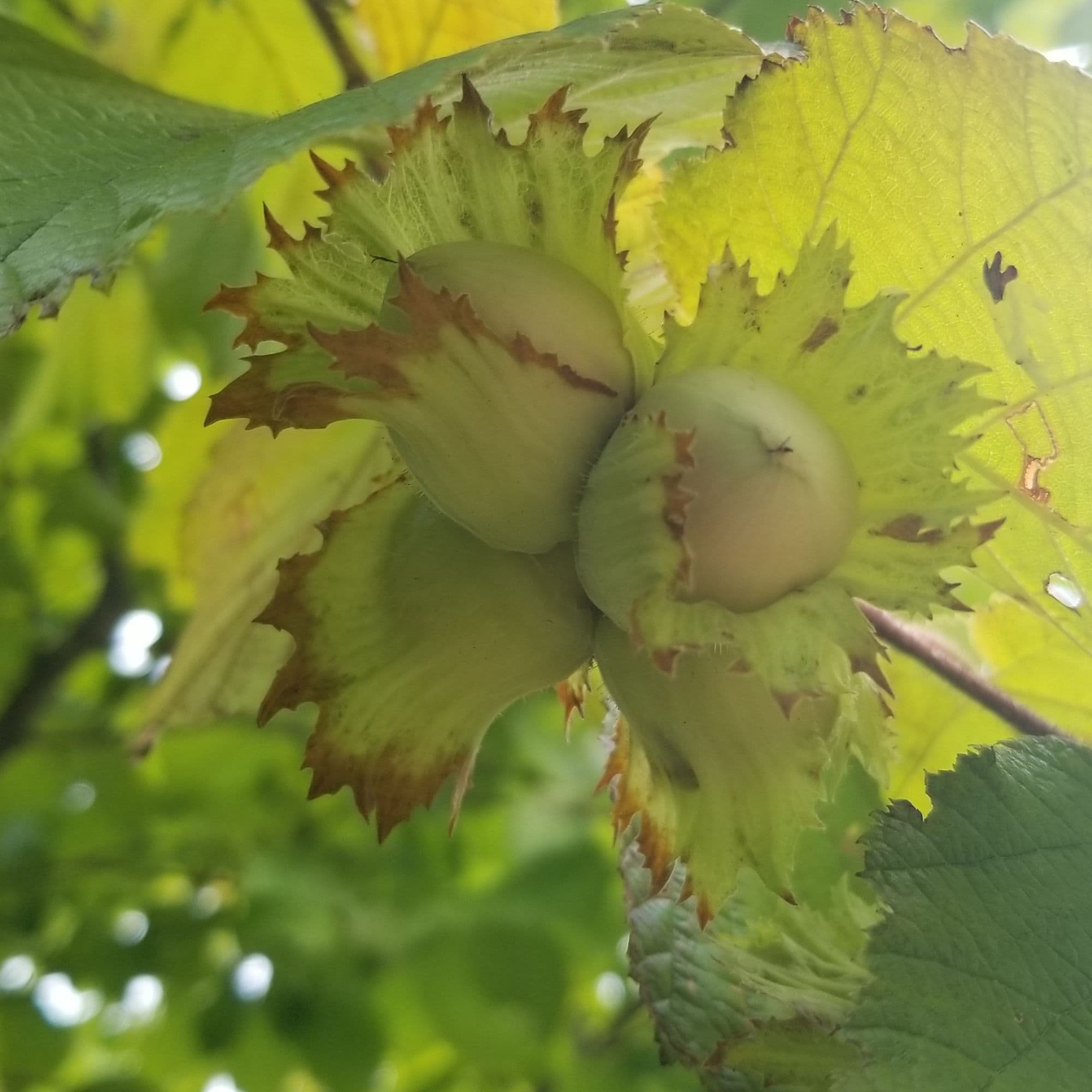 Hazelnut Tree — photo 8