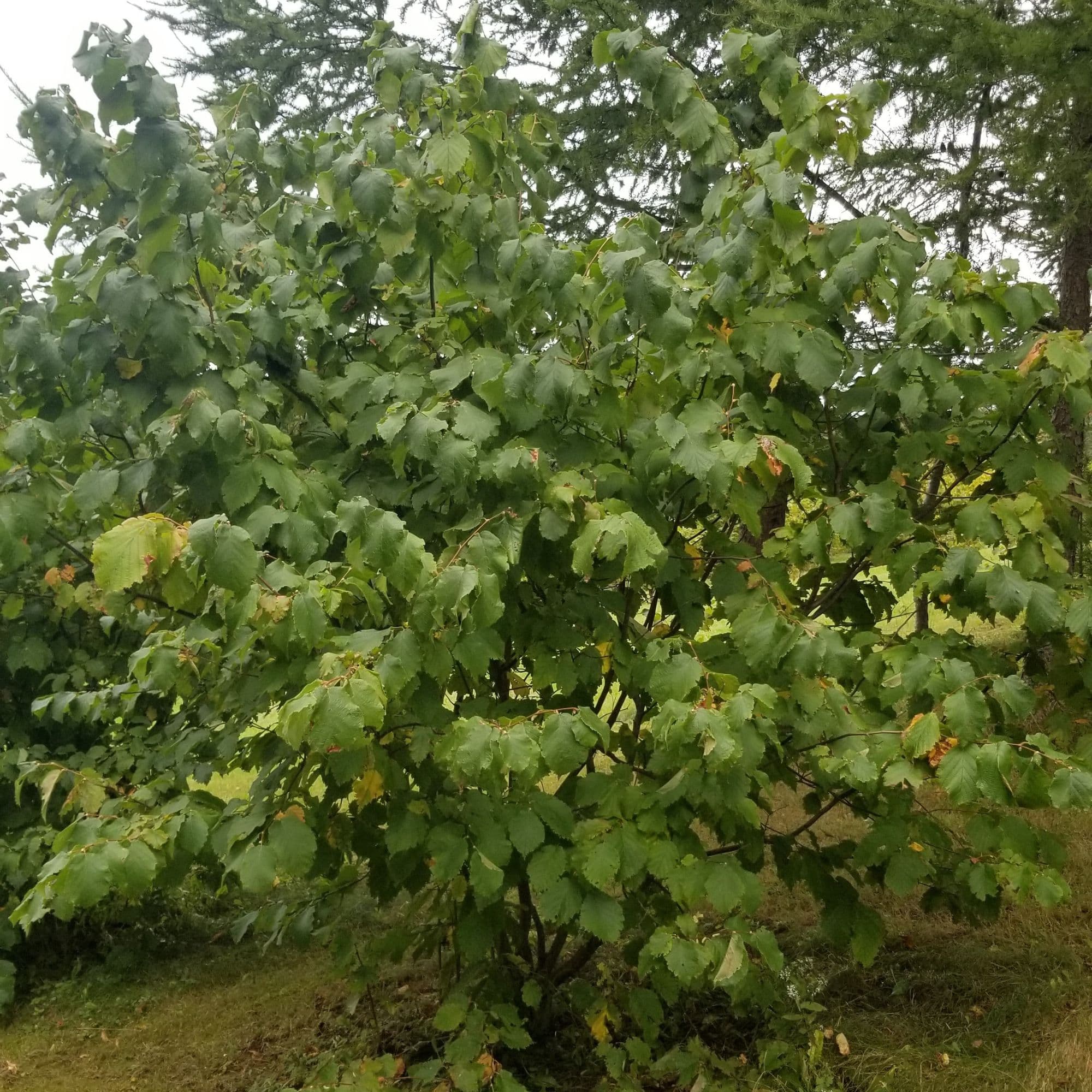 Hazelnut Tree — photo 9