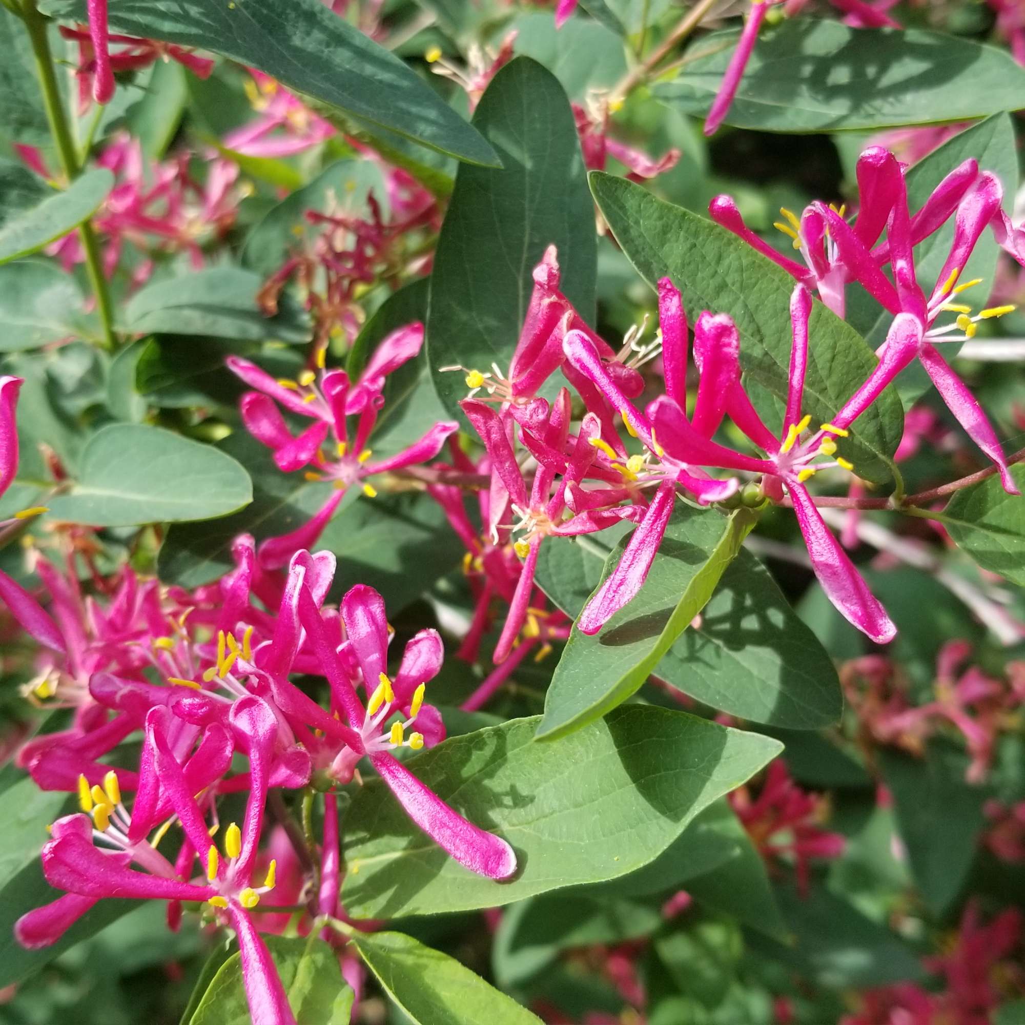 Honeysuckle — photo 2