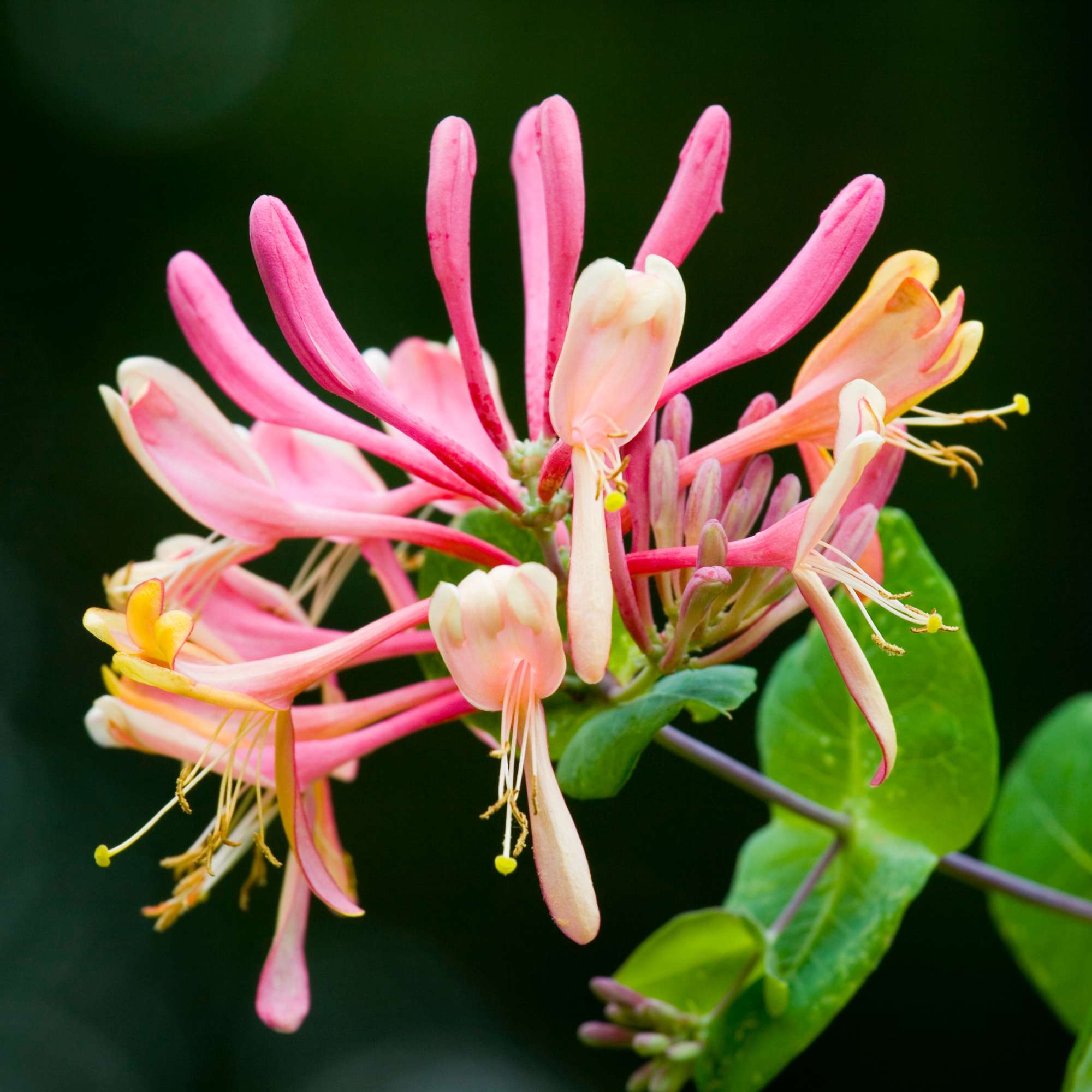 Honeysuckle — photo 3