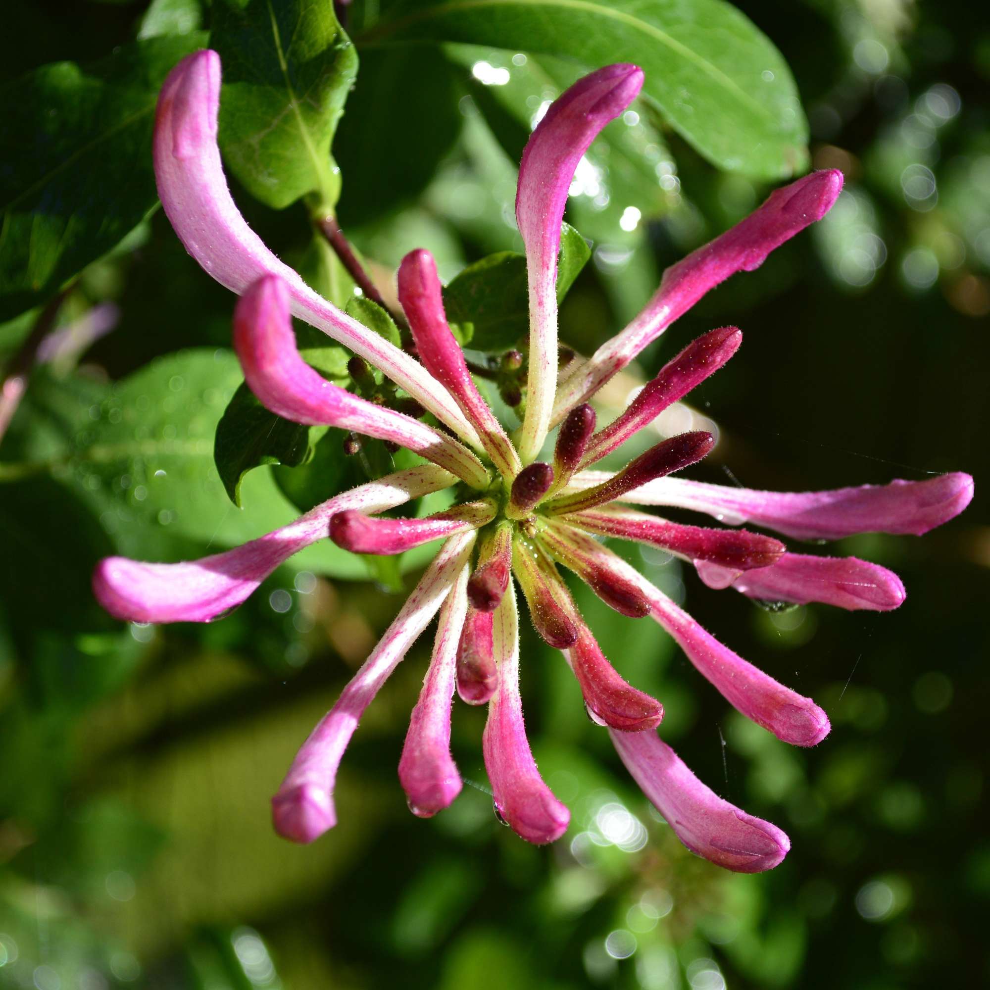 Honeysuckle — photo 4