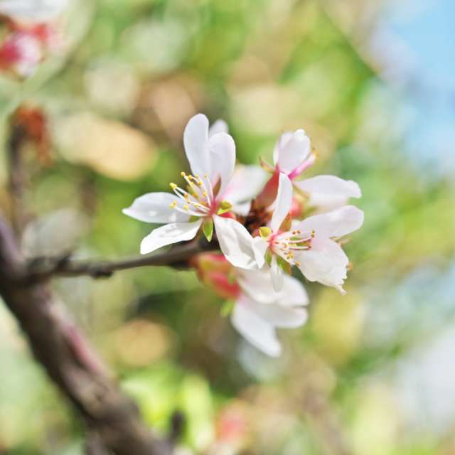 Nanking Cherry — photo 2
