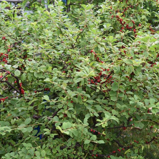 Nanking Cherry — photo 3