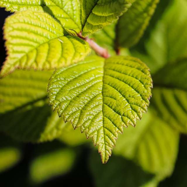 Nanking Cherry — photo 4