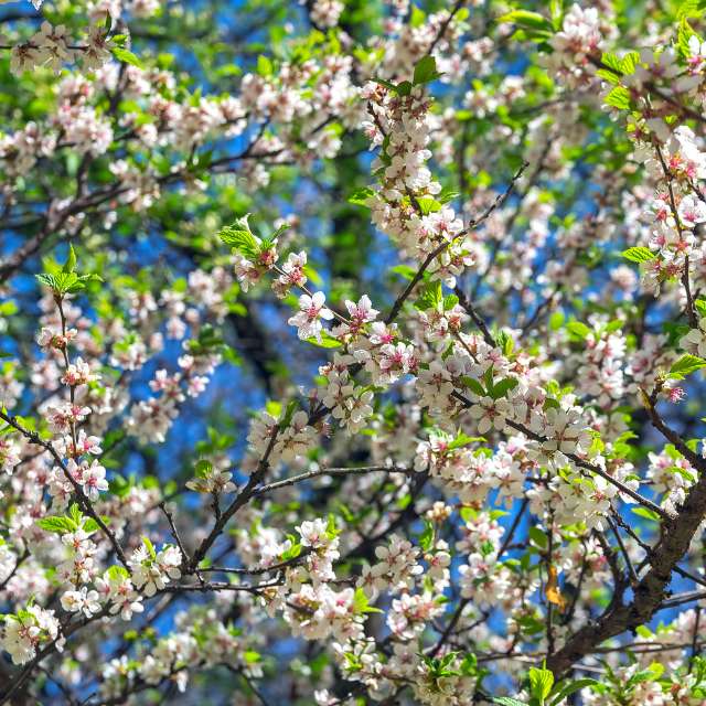 Nanking Cherry — photo 5