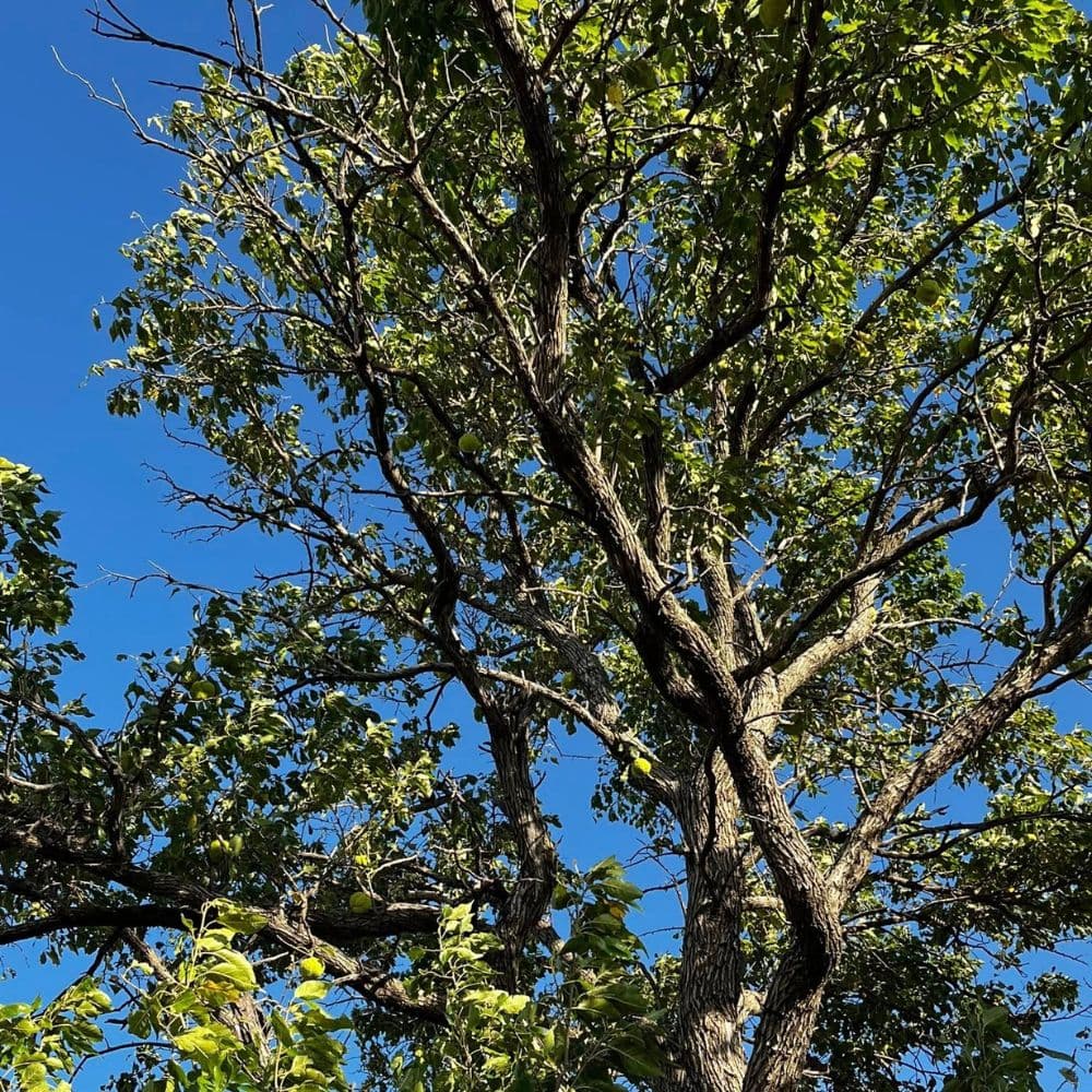 Osage orange — photo 2