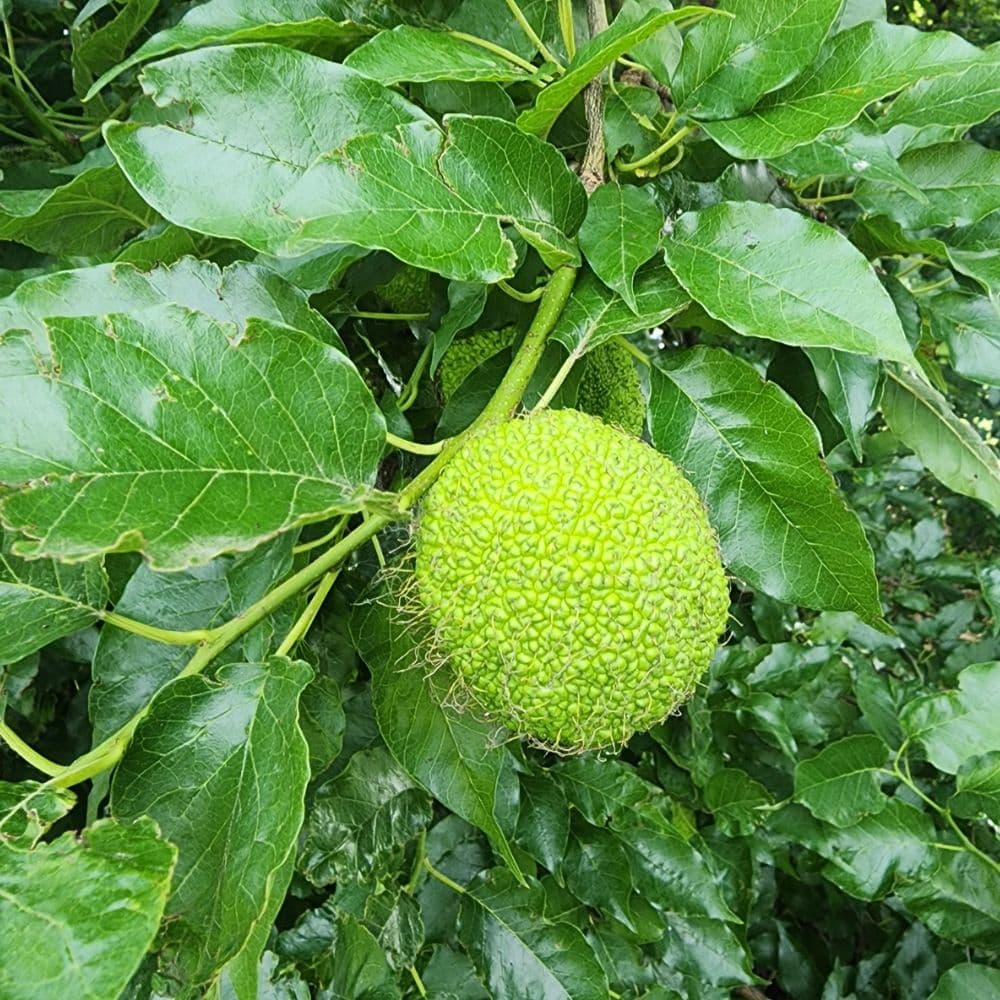 Osage orange — photo 3