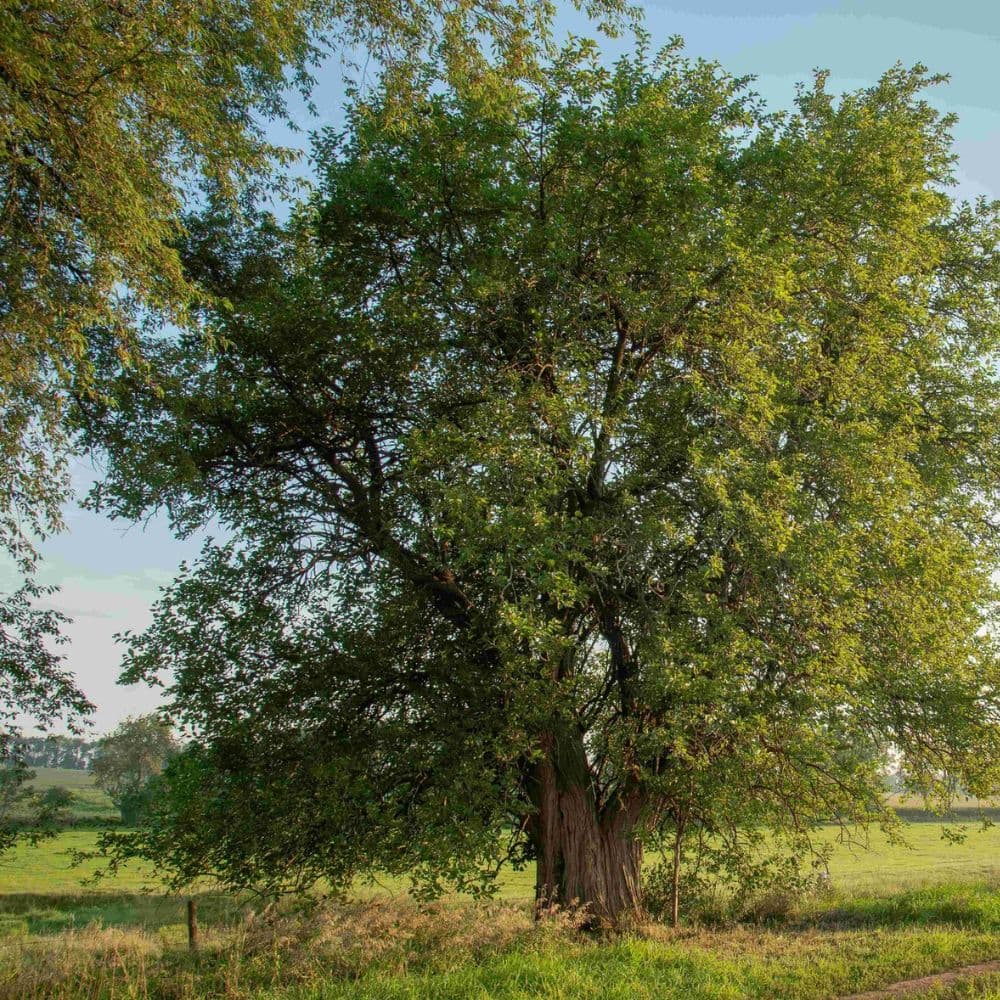 Osage orange — photo 4