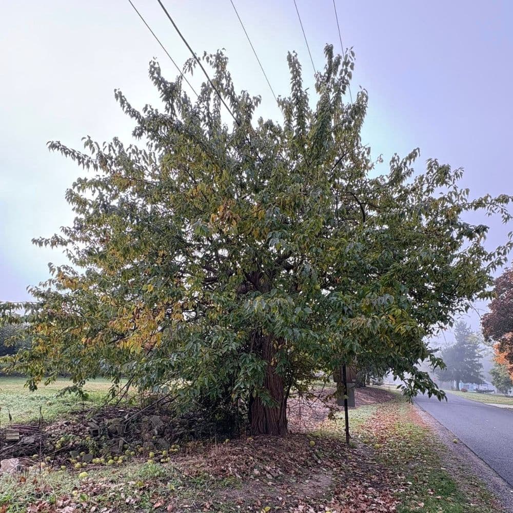 Osage orange — photo 5