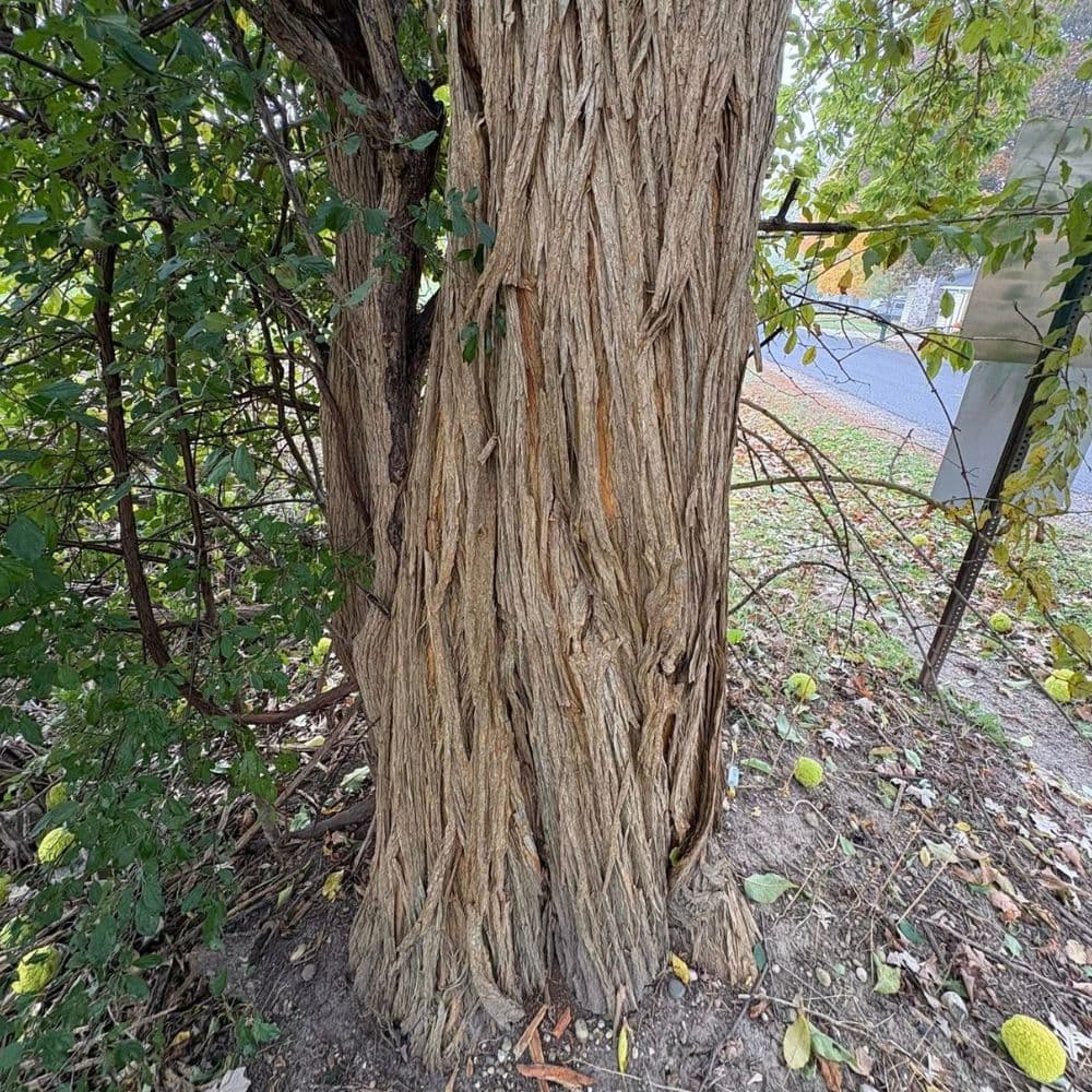 Osage orange — photo 6