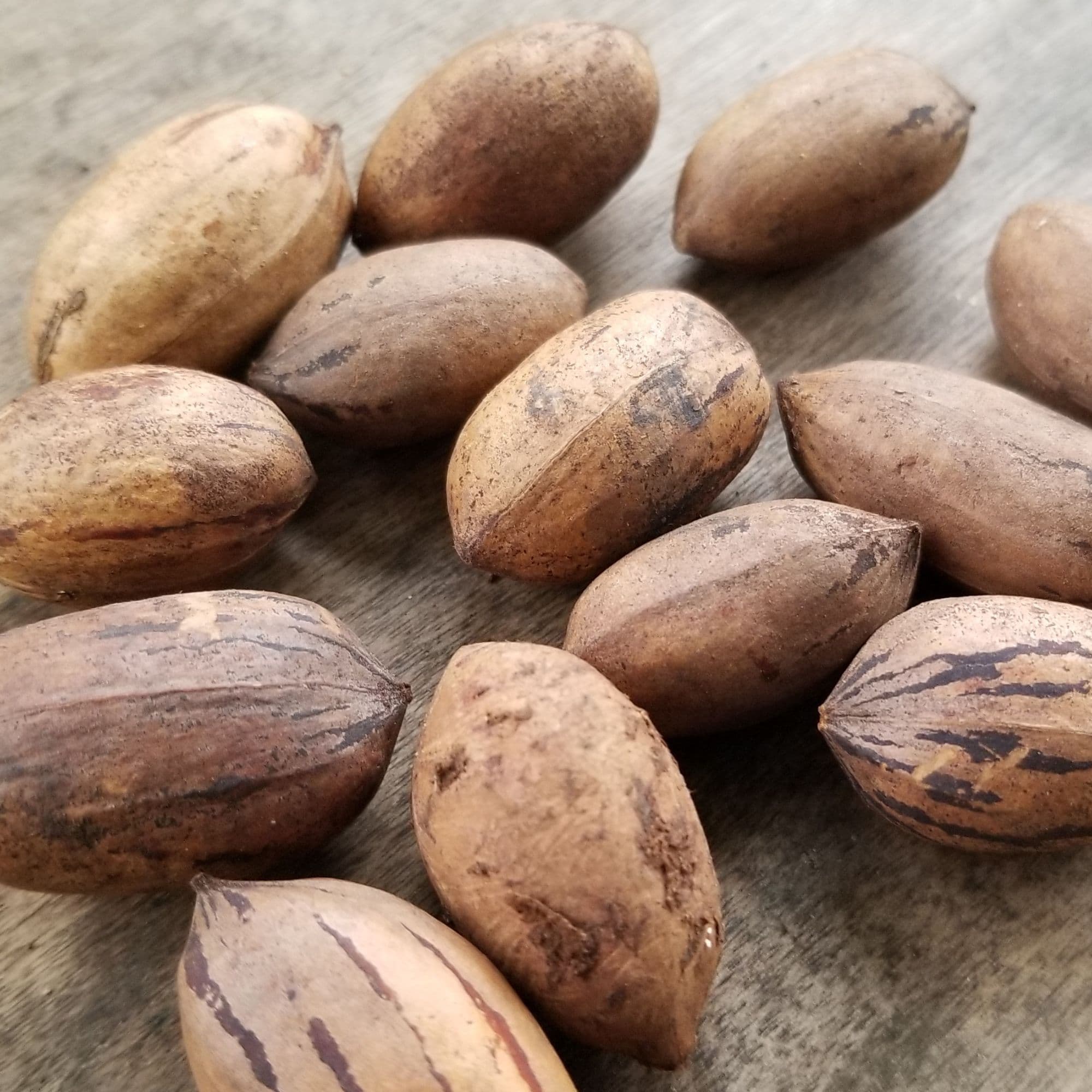 Pecan Tree