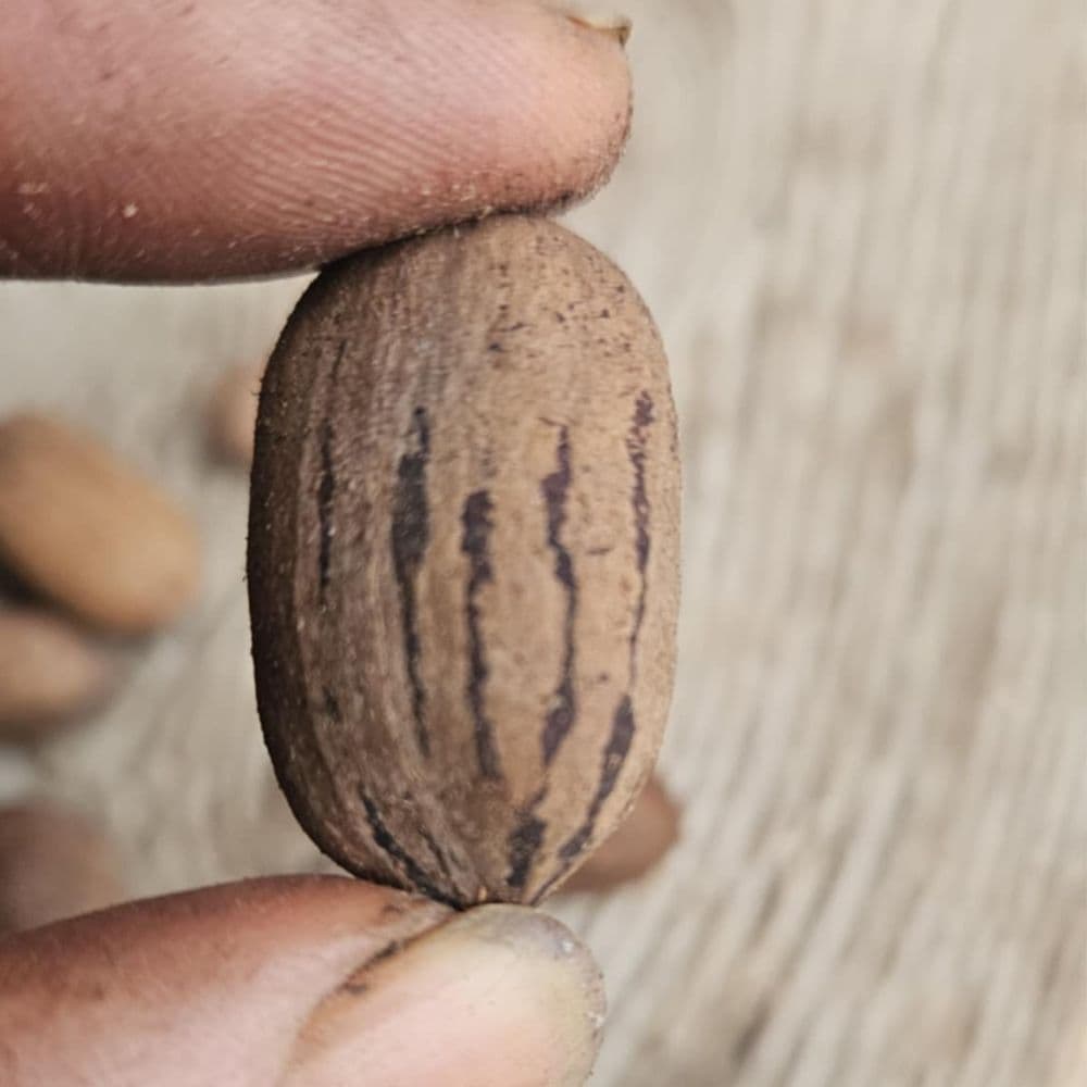 Pecan Tree — photo 2