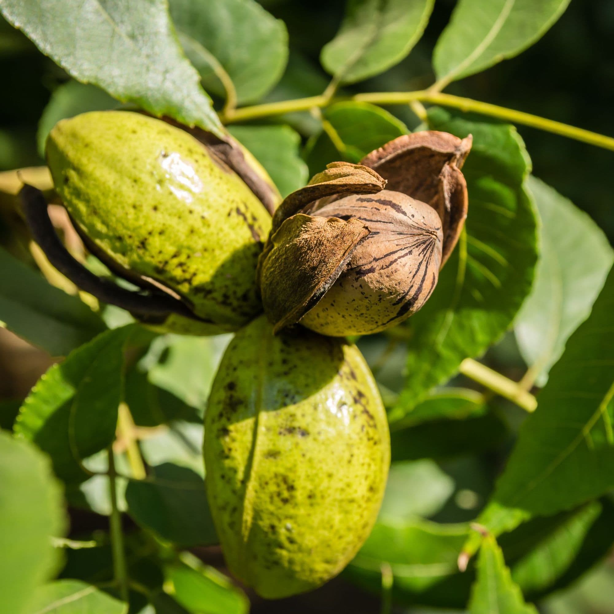 Pecan Tree — photo 3