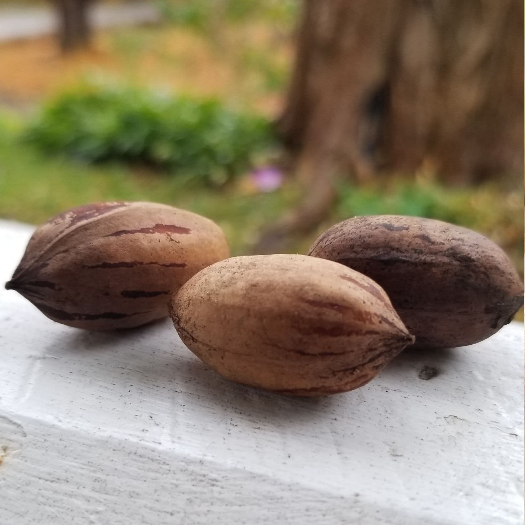Pecan Tree — photo 4