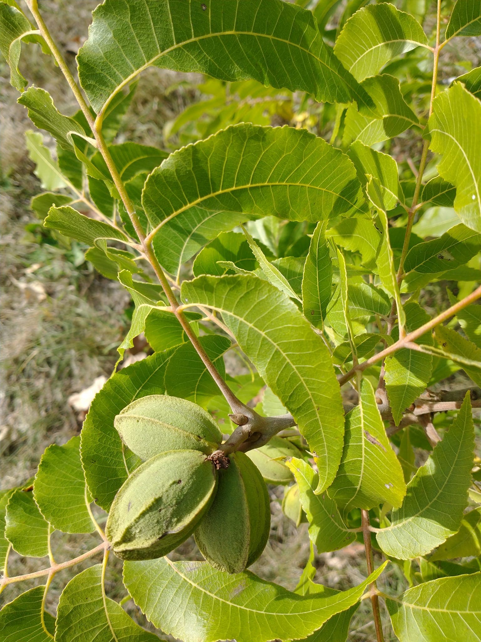 Pecan Tree — photo 5