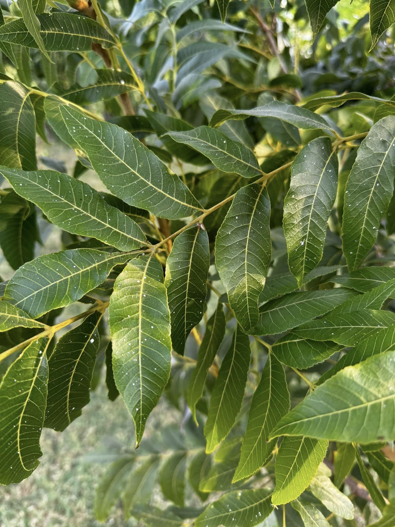 Pecan Tree — photo 6