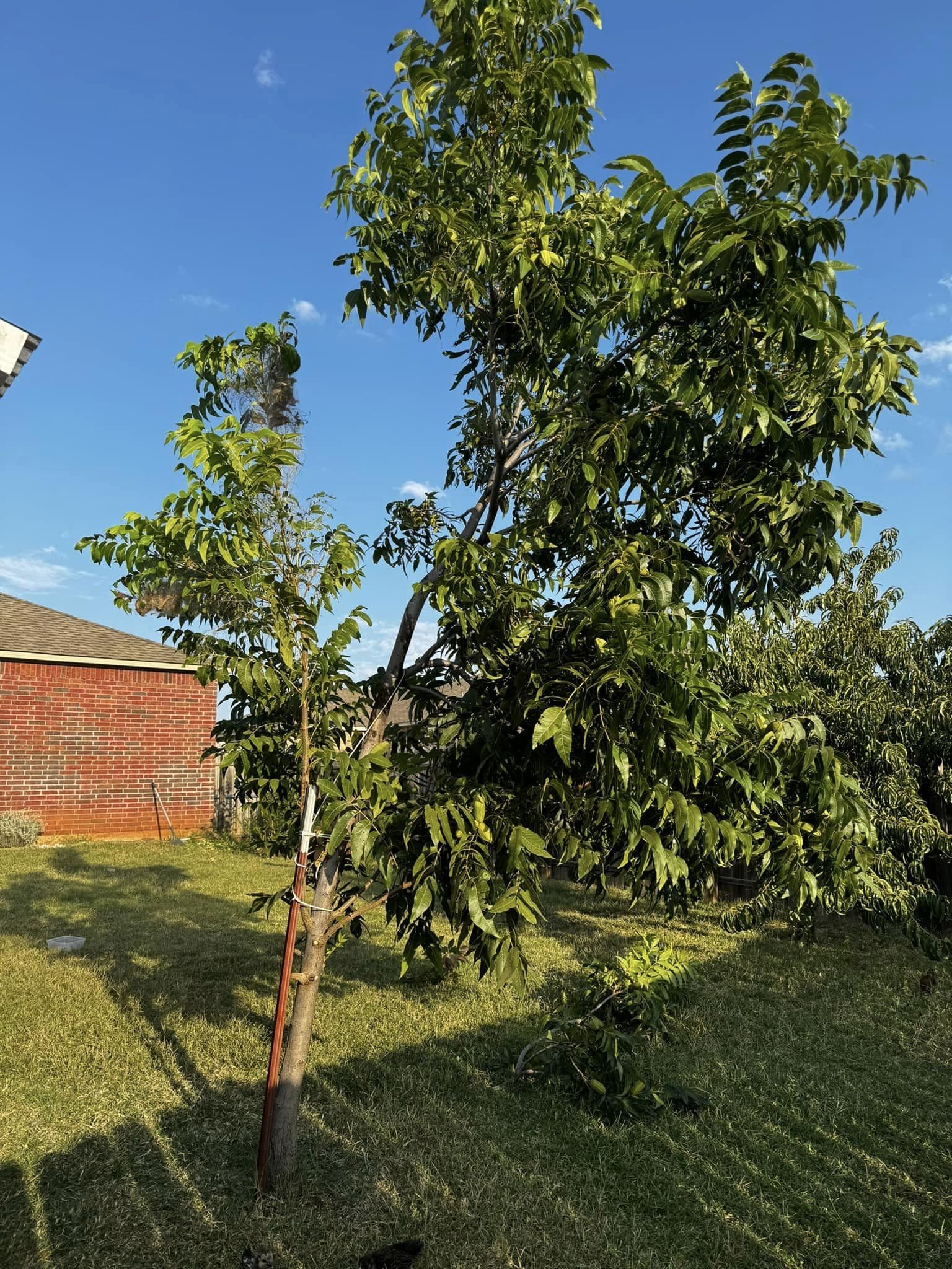 Pecan Tree — photo 8