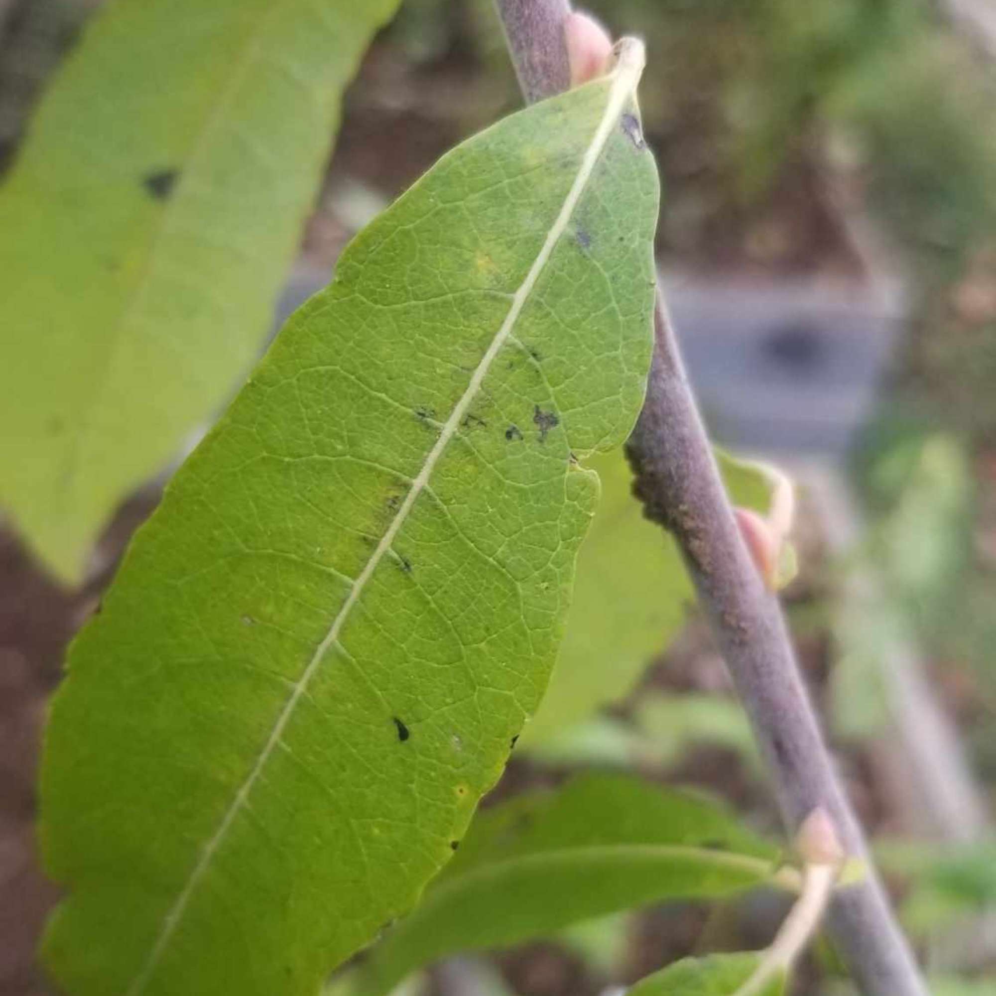 Pussy Willow — photo 2