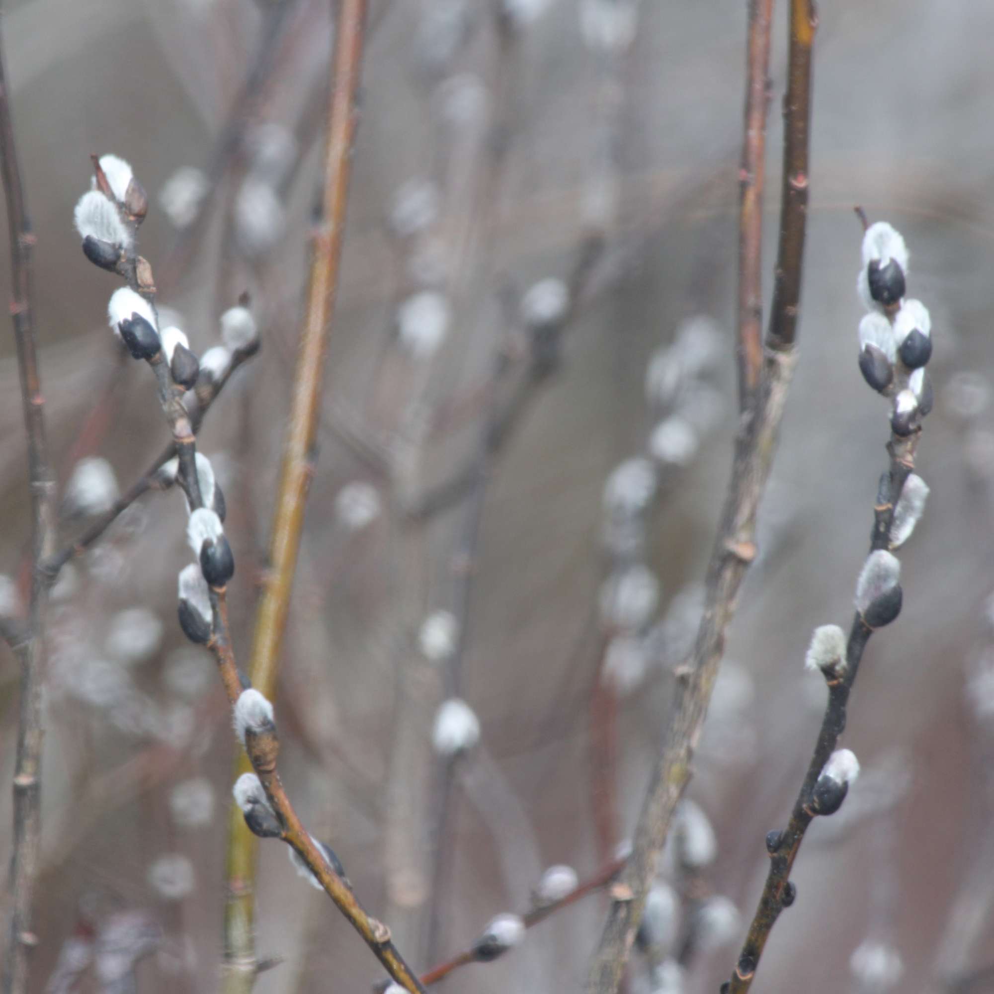 Pussy Willow — photo 3