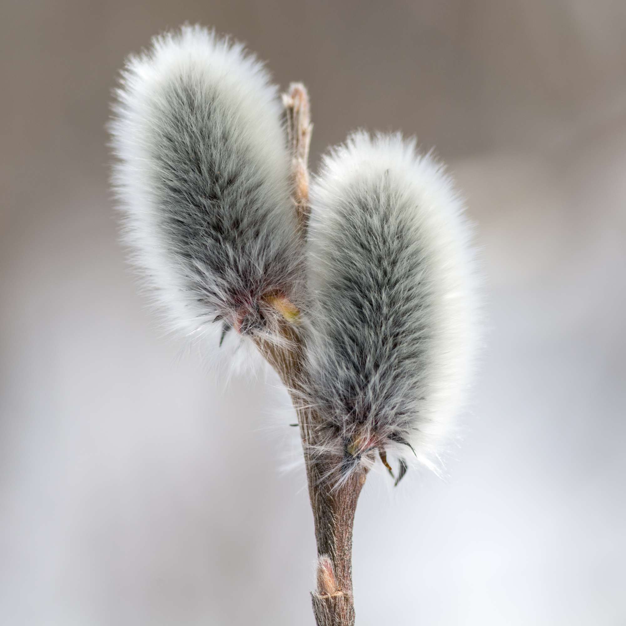 Pussy Willow — photo 4