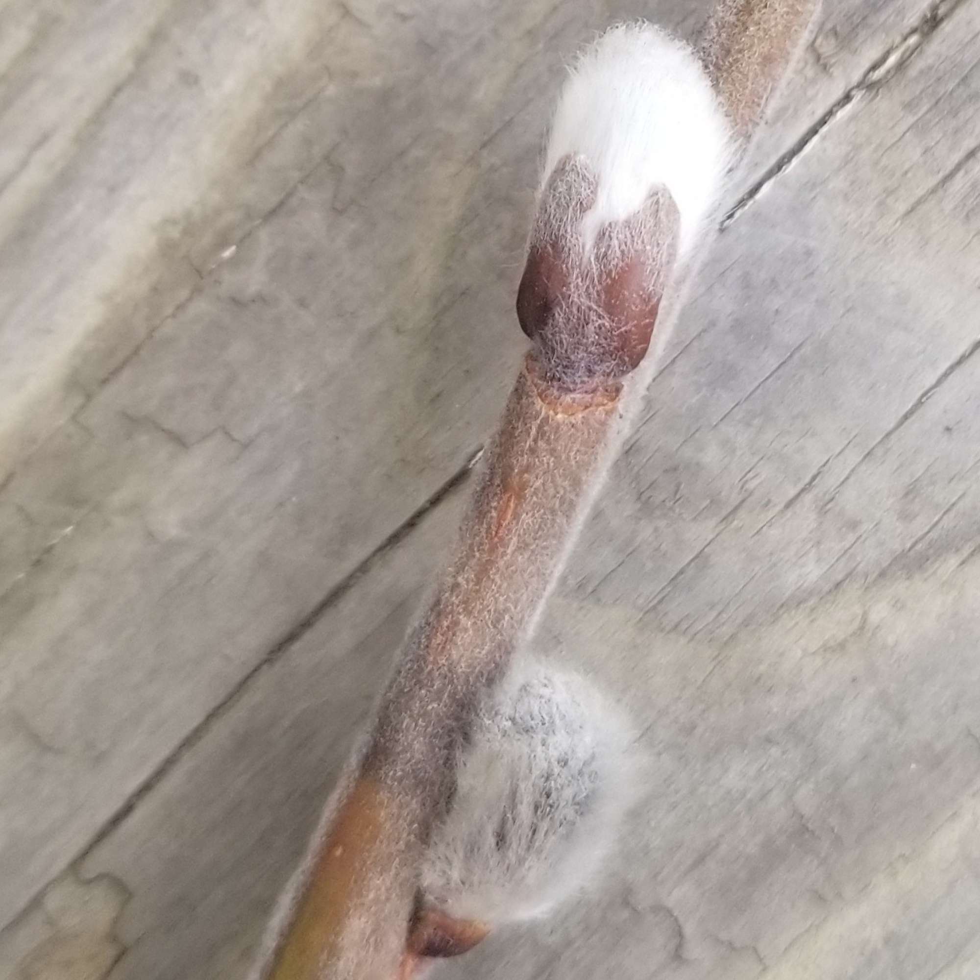 Pussy Willow — photo 5