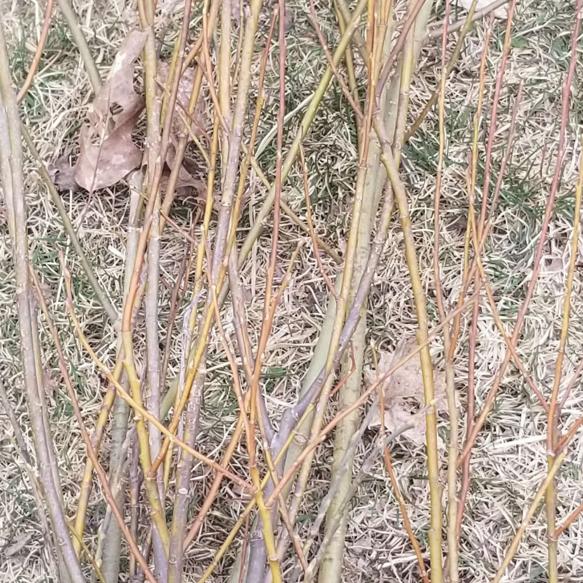 Pussy Willow — photo 6