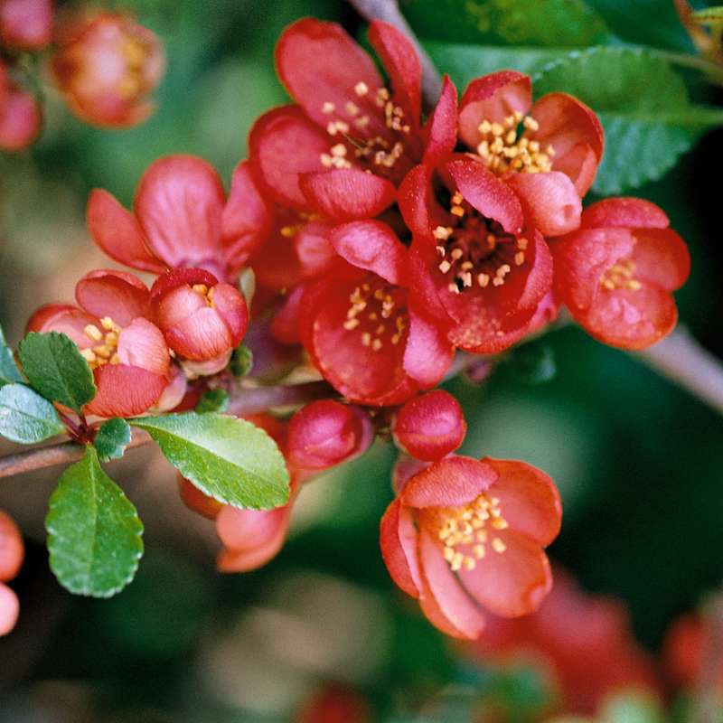 Quince — photo 2