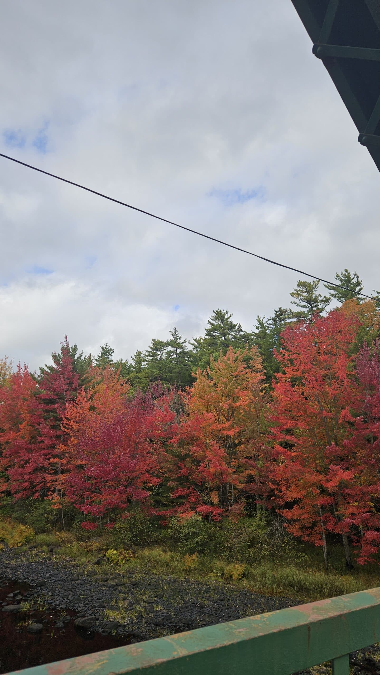 Red Maple — photo 2