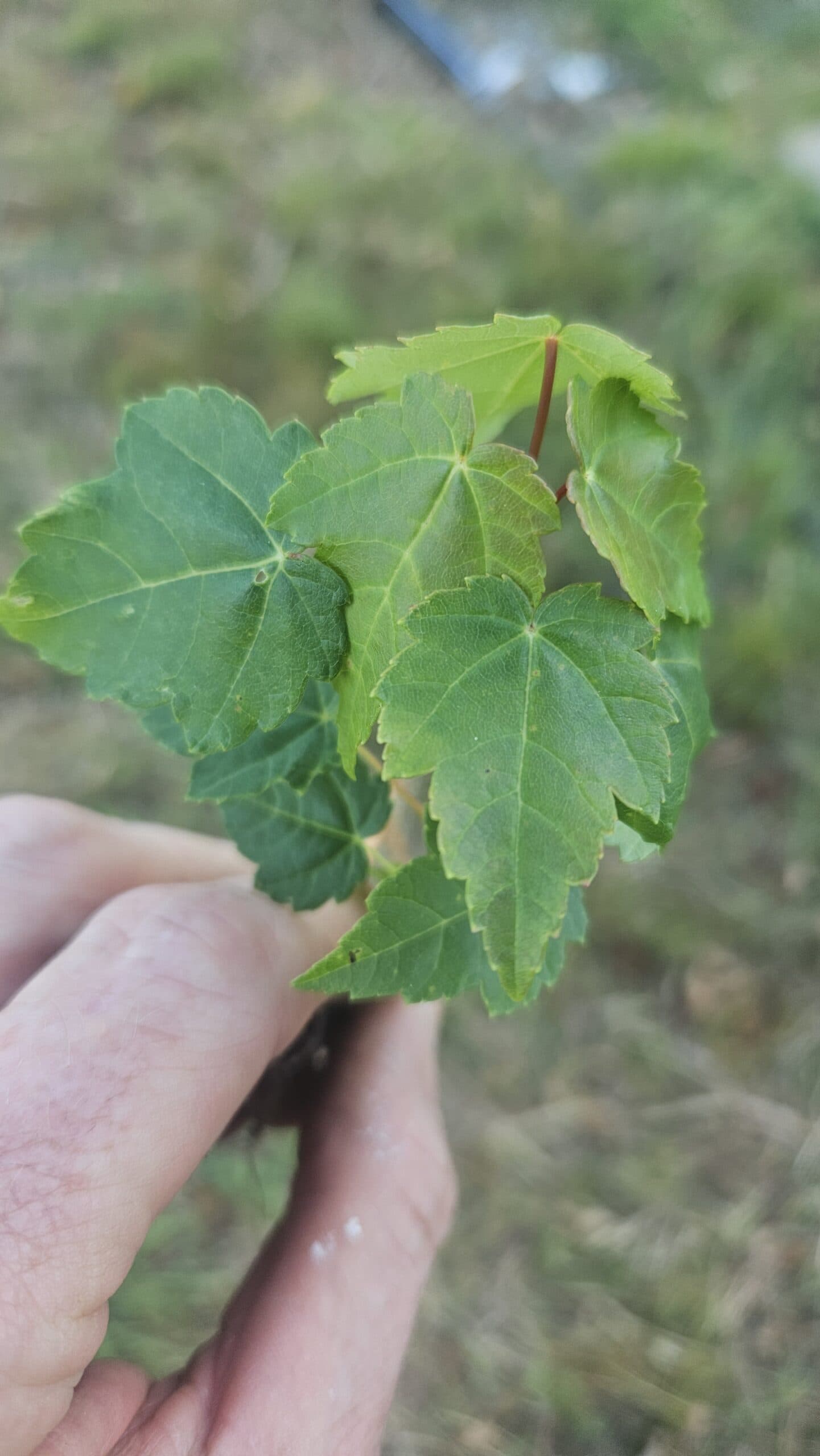 Red Maple — photo 3