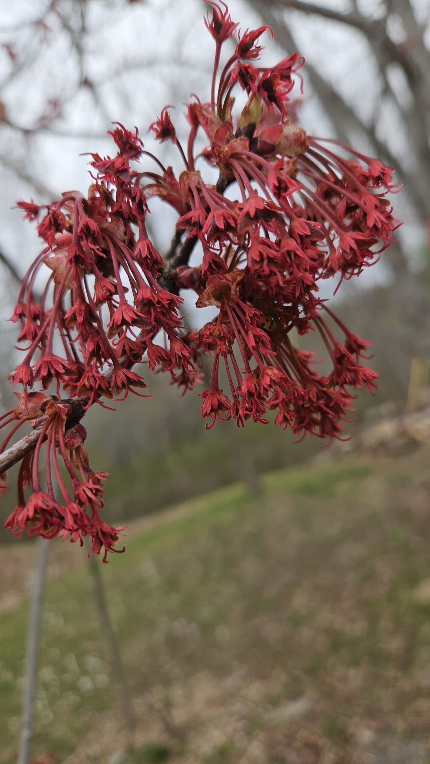 Red Maple — photo 4