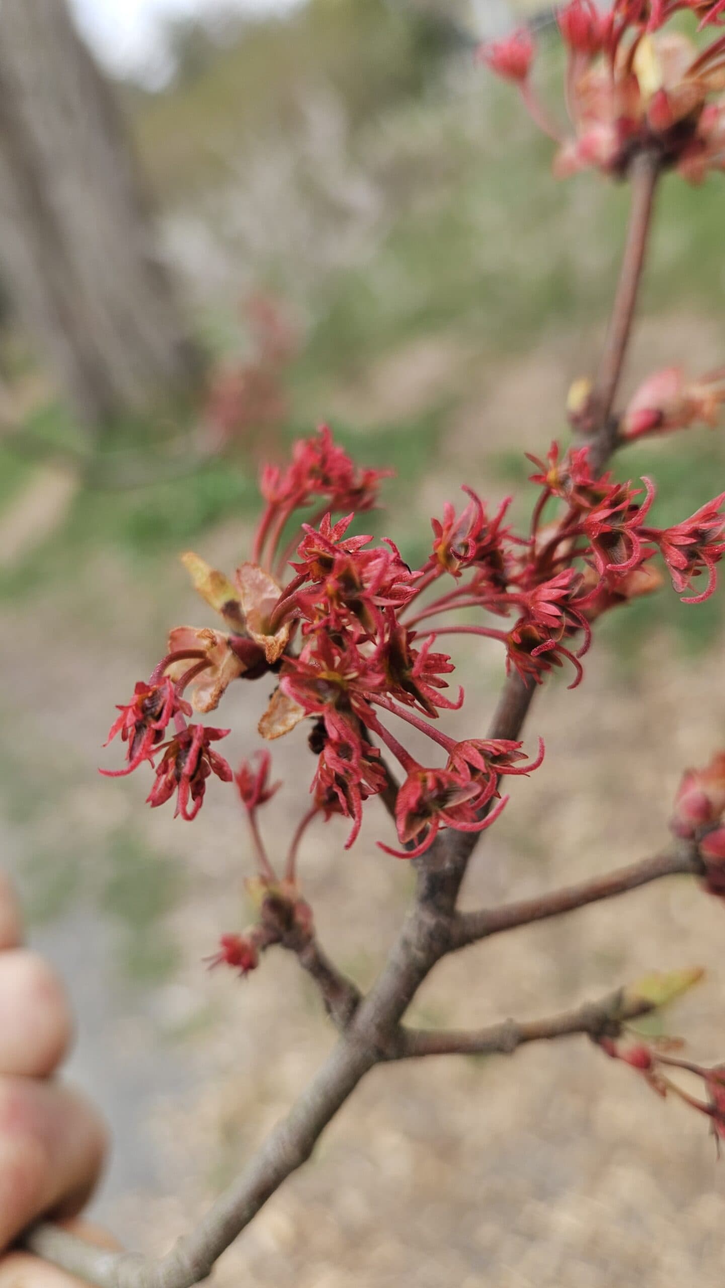 Red Maple — photo 5