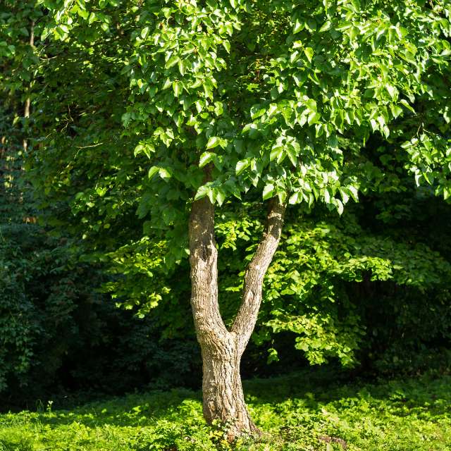 Red Mulberry Tree — photo 2