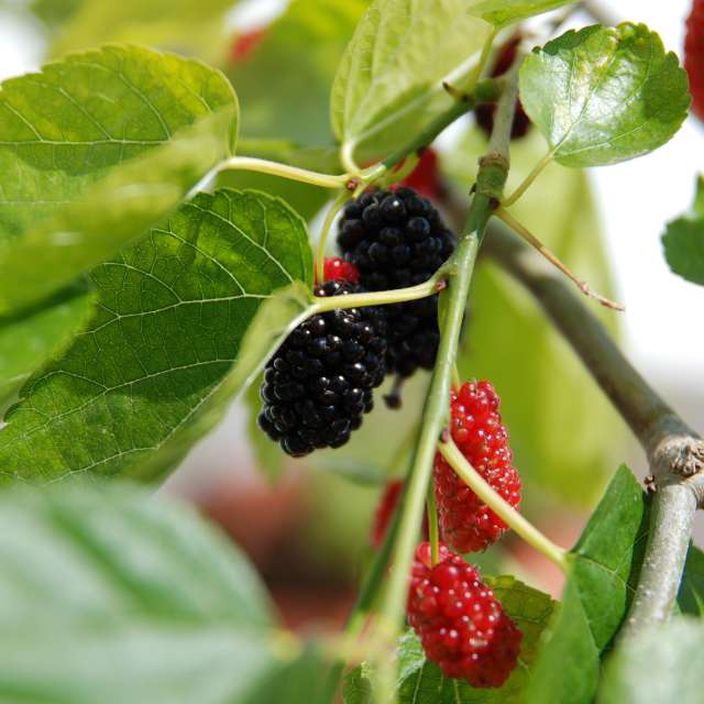 Red Mulberry Tree — photo 3