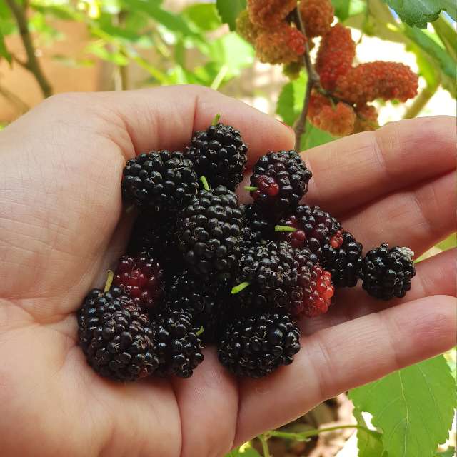 Red Mulberry Tree — photo 4