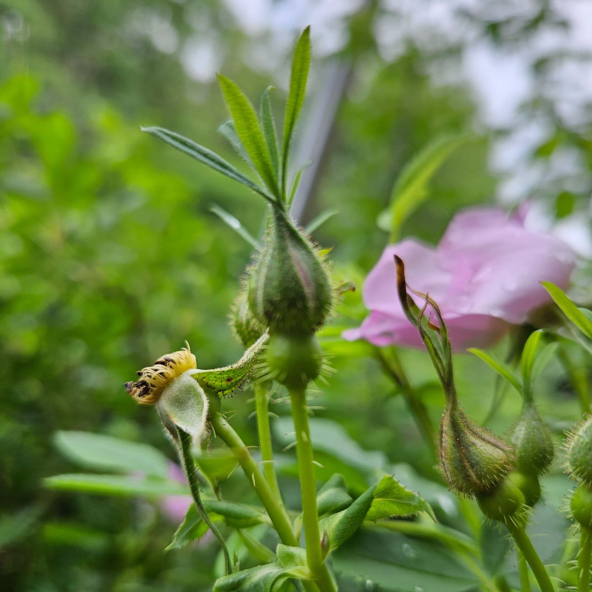 Wild Rose - Rosa Virginiana — photo 2