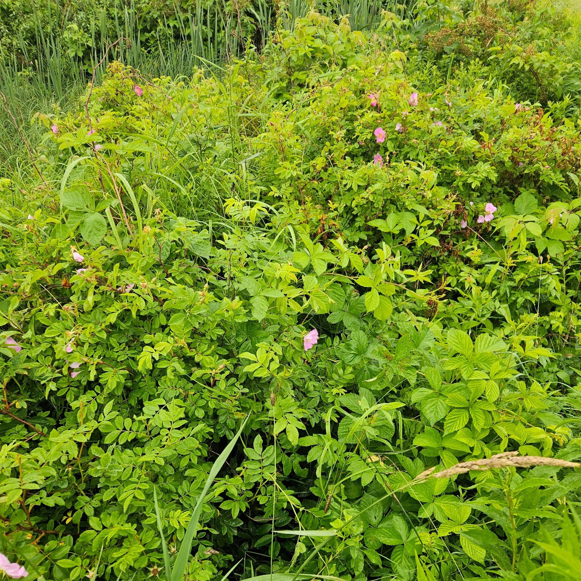 Wild Rose - Rosa Virginiana — photo 3