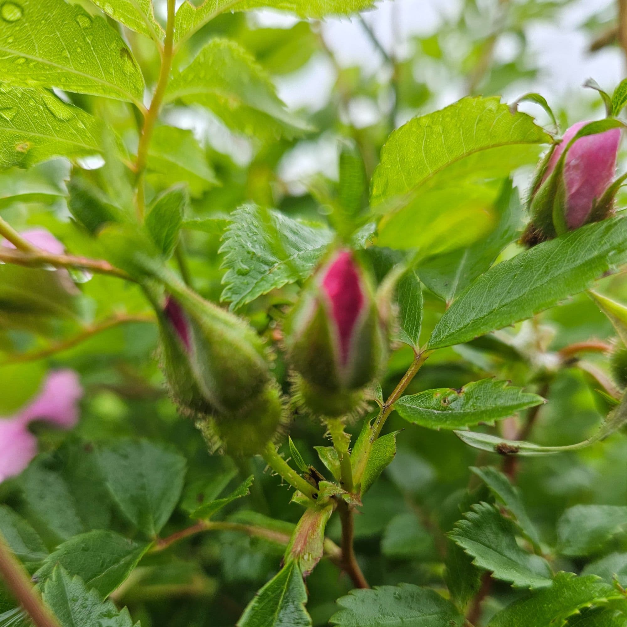 Wild Rose - Rosa Virginiana — photo 4