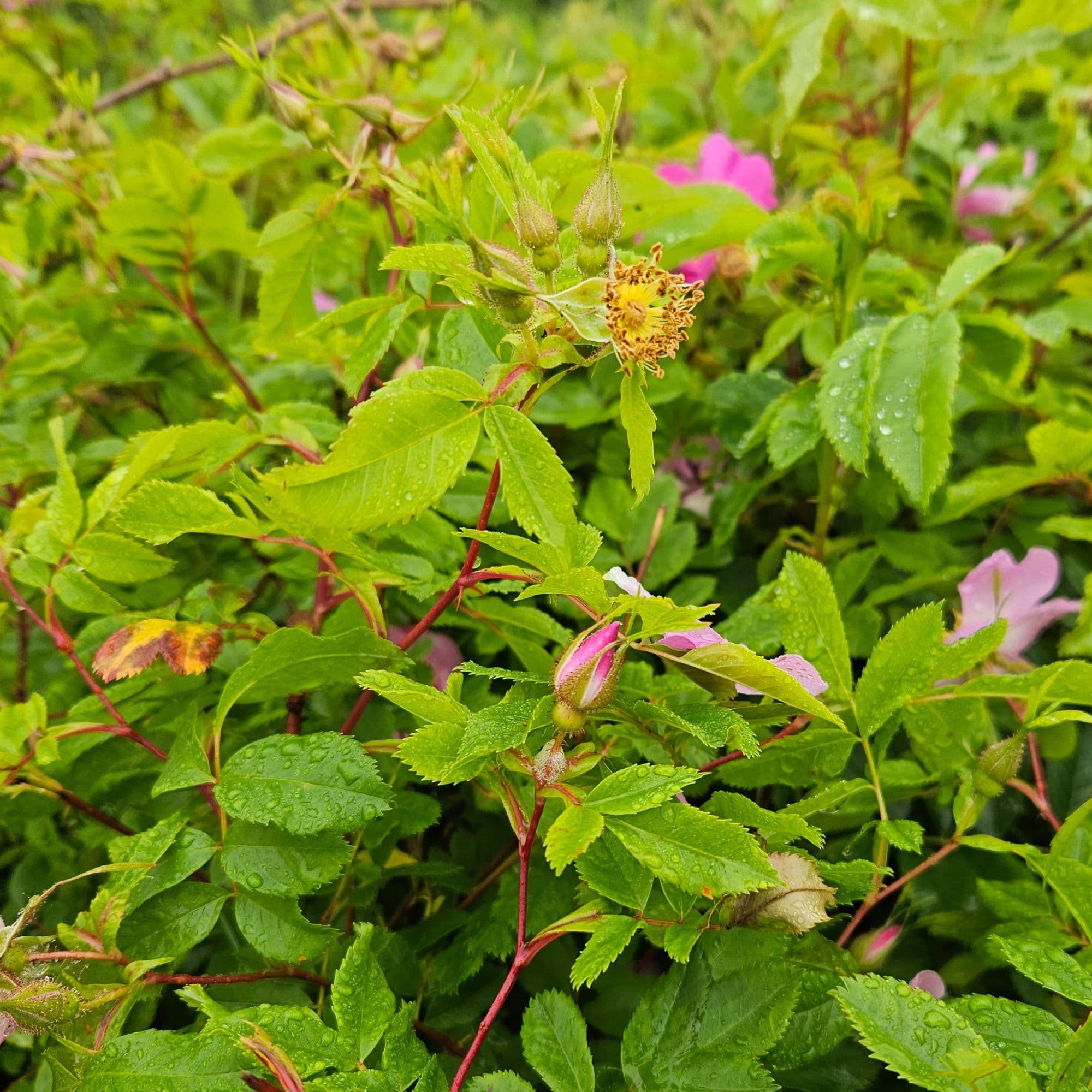Wild Rose - Rosa Virginiana — photo 5
