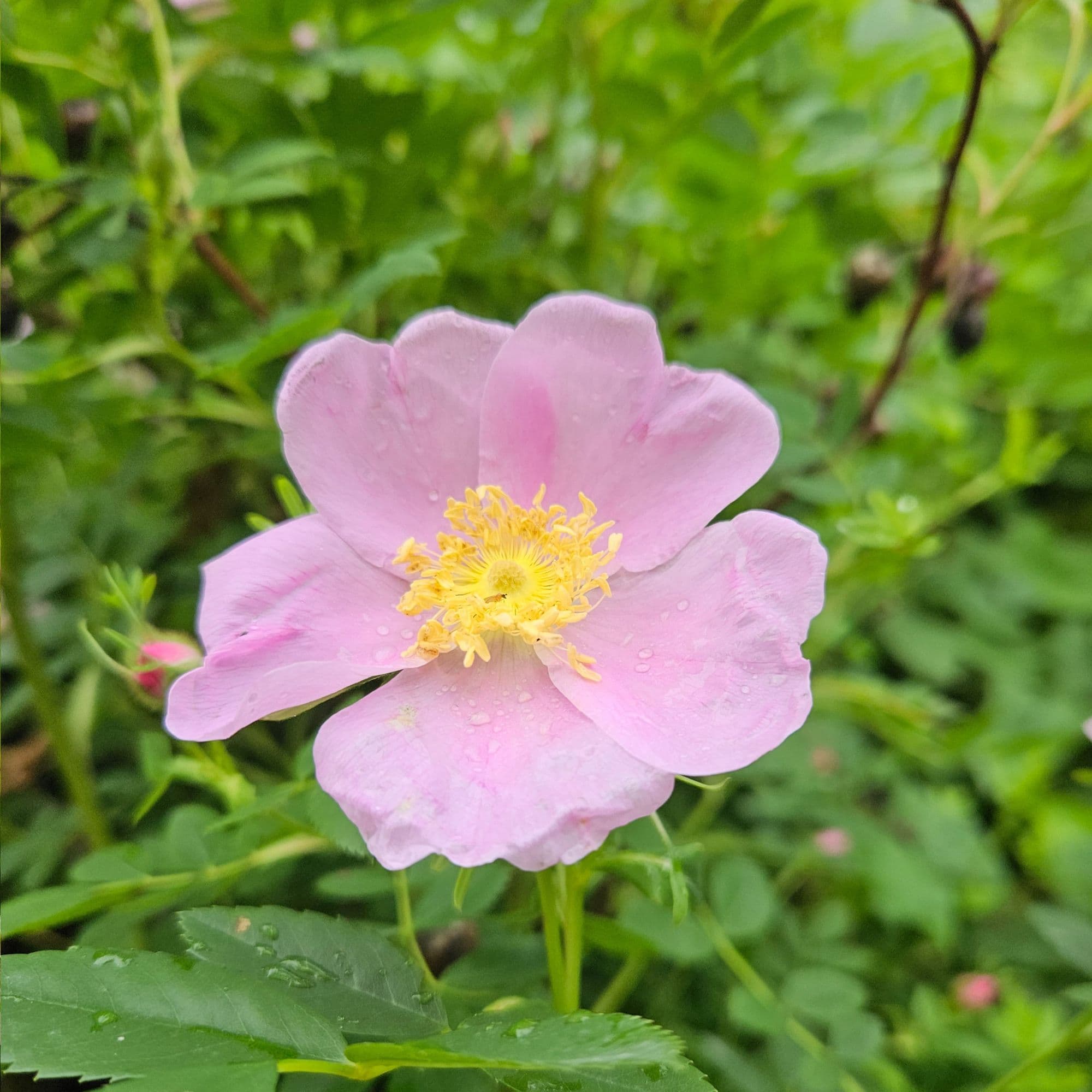Wild Rose - Rosa Virginiana — photo 6
