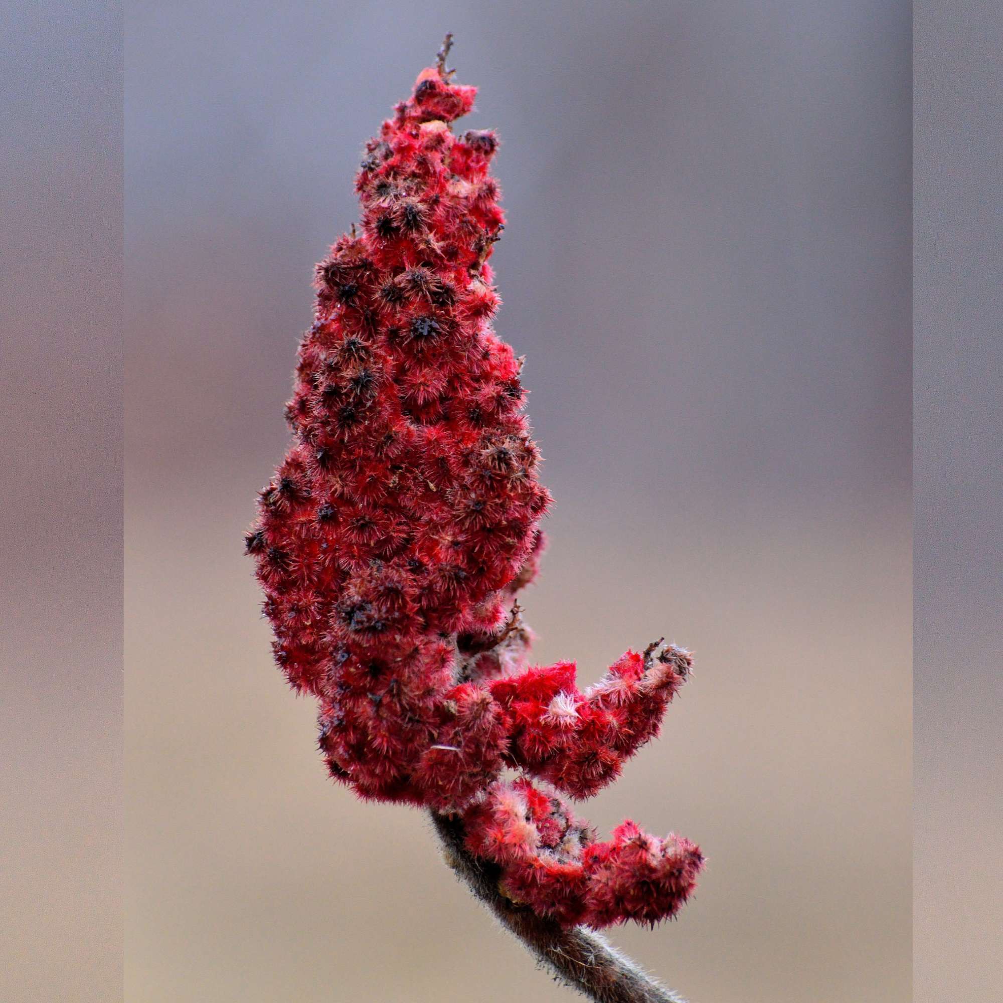 Staghorn Sumac