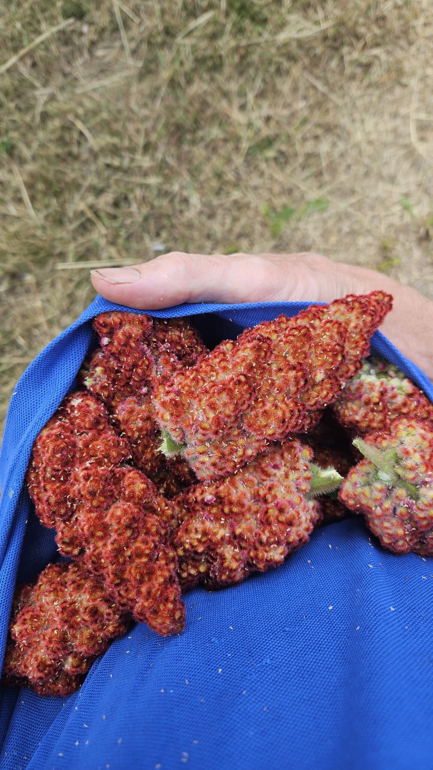 Staghorn Sumac — photo 3