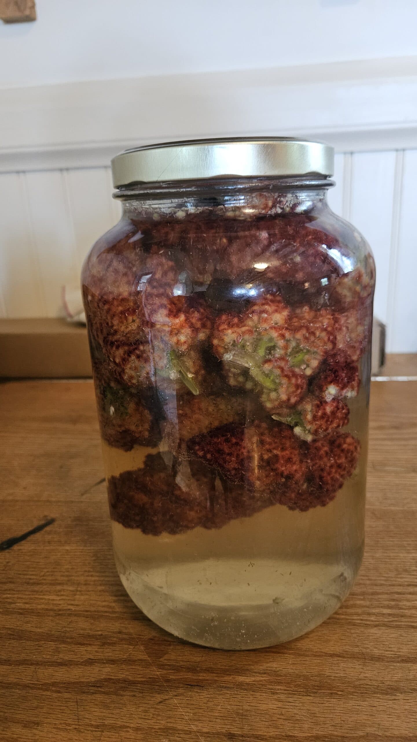 Staghorn Sumac — photo 4