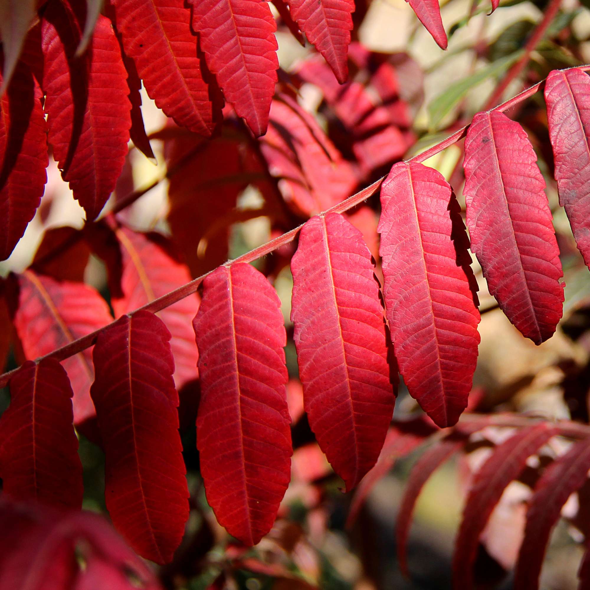 Staghorn Sumac — photo 5