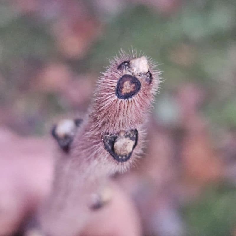 Staghorn Sumac — photo 7